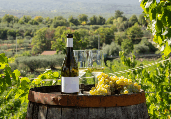 white-wine-and-grape-bunch-on-barrel-in-vineyard-d-2025-03-26-23-14-43-utc